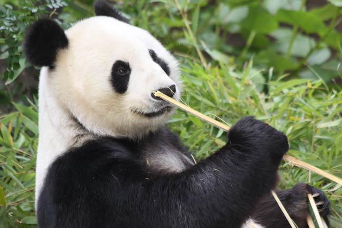Panda eating bamboo