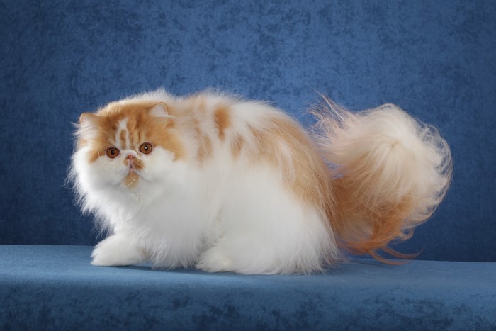 Fluffy Persian Cat with Orange and White Fur
