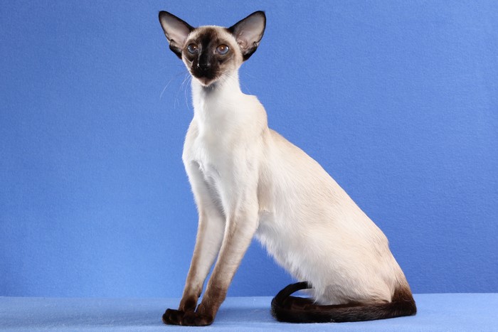 Siamese cat with blue background