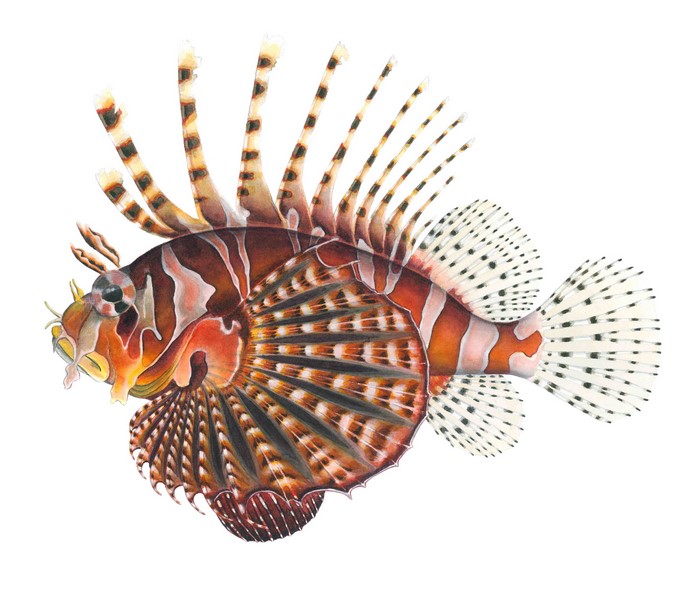 Lionfish Pterois watercolor illustration