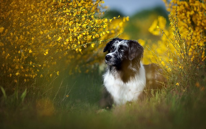 Border Collie dog lying in yellow flowers