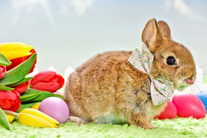 Easter bunny with tulips and eggs