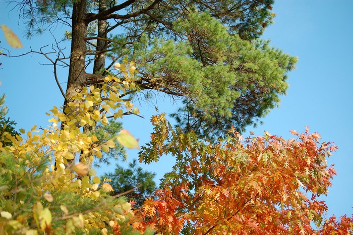 Autumn trees with yellow, orange, and green foliage against a blue sky