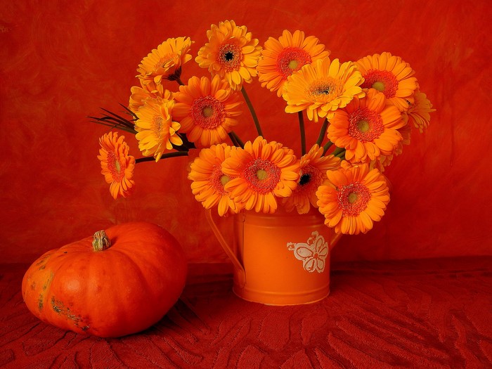 Pumpkin and Orange Gerbera Daisies in a Watering Can
