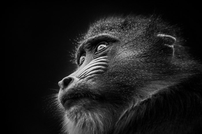 Close-up of a Mandrill's Face