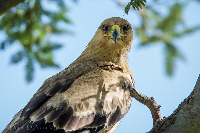 Eagle perched on a tree branch