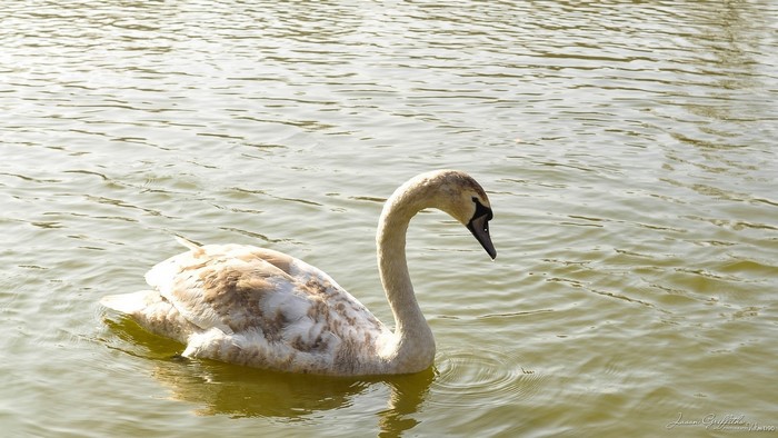 A young swan swims in the water