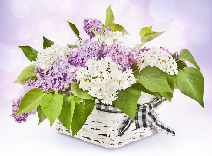 4K Lilac in Wicker Basket