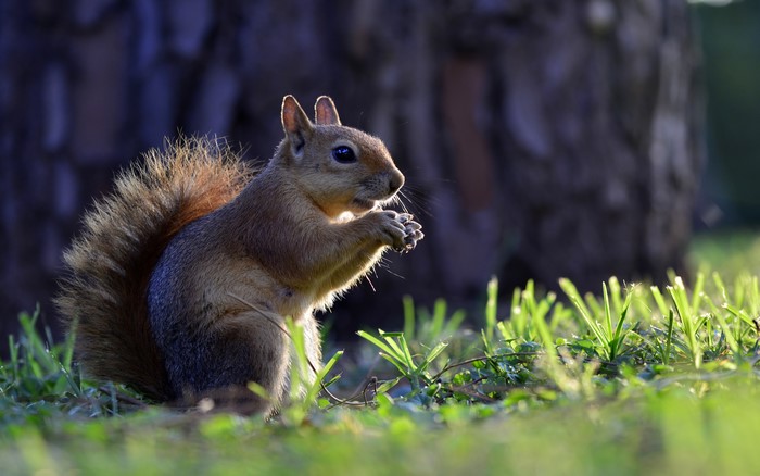 Squirrel eating in grass