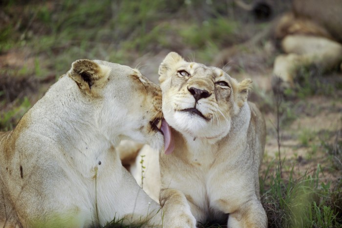 Two lions grooming each other