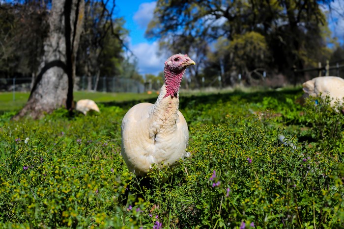 Turkey in a grassy field