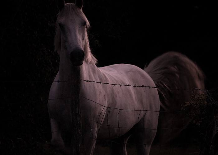 White horse behind a barbed wire fence at night