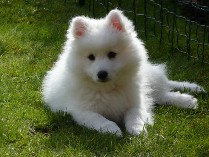 Fluffy White Samoyed Puppy Resting on Grass