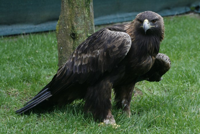 Golden Eagle on Grass