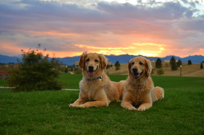 Two Golden Retrievers on Grass at Sunset