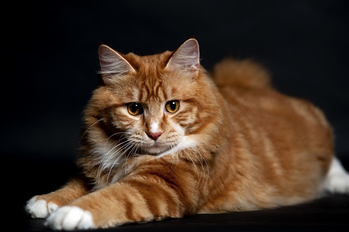 Ginger Fluffy Cat