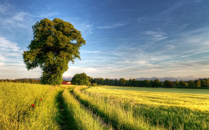 A lone tree in a field with a dirt path
