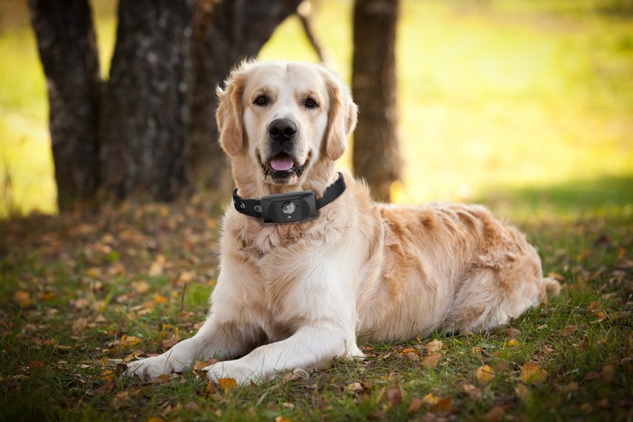 Golden Retriever dog wearing a collar outdoors