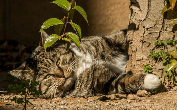 Tabby cat resting by a tree
