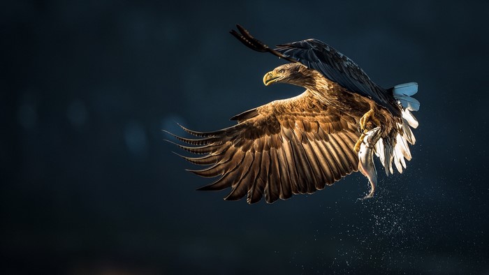 White-tailed eagle in flight with fish