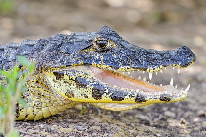 4K Closeup of a Caiman with Mouth Open