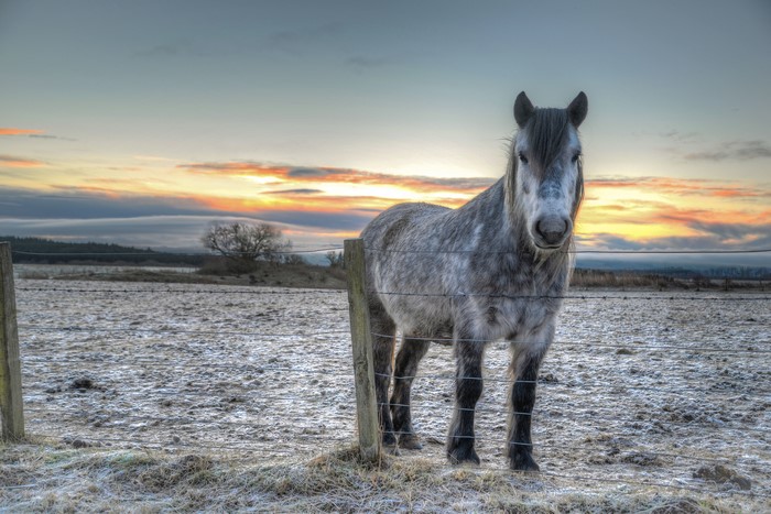 Horse in a frosty field at sunrise