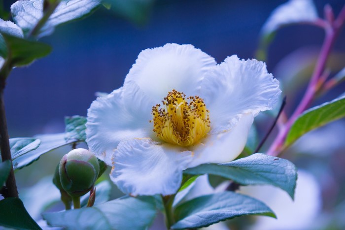 White Camellia flower with bud