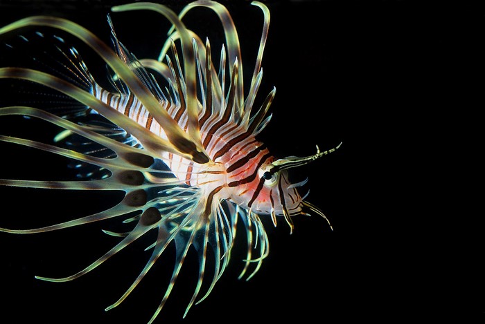 4K Lionfish