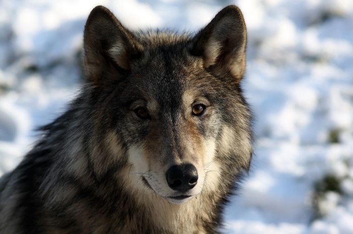 Wolf looking forward in the snow