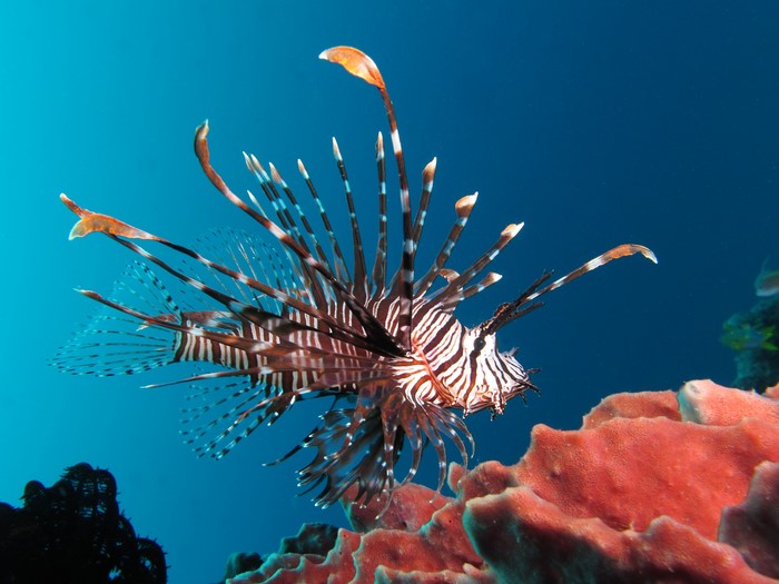 Lionfish swimming near coral reef