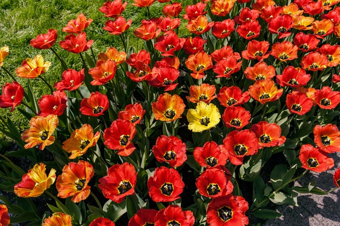 Many red and orange tulips with one yellow tulip
