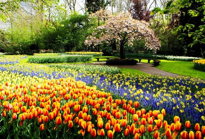 Keukenhof Gardens with Tulips and Flowering Tree