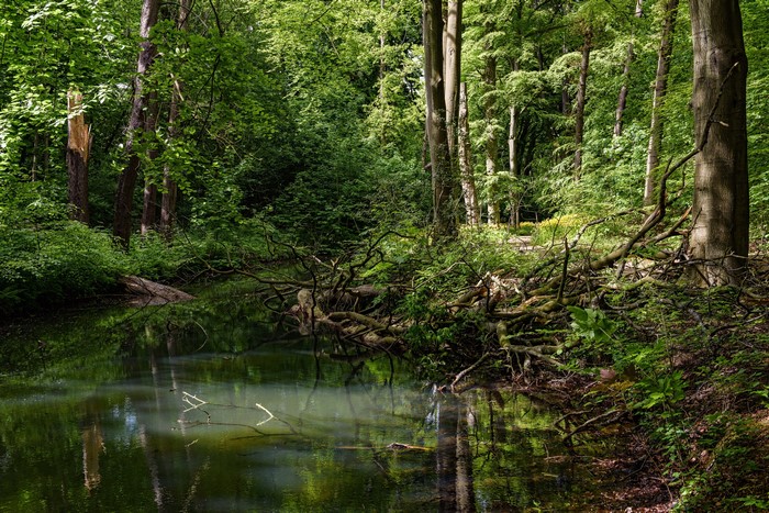 Forest with a pond and fallen trees