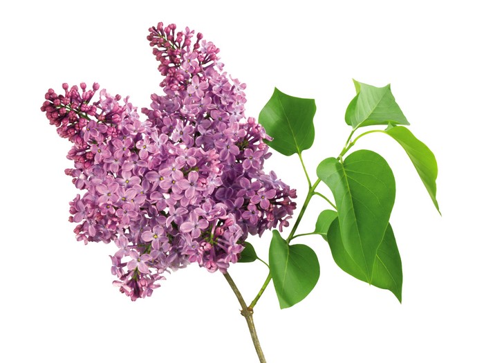 Lilac Branches with Foliage