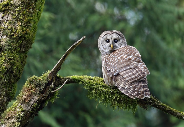 Barred owl perched on a mossy branch