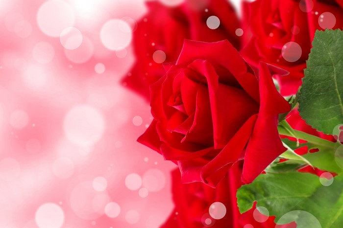 Red Roses with Bokeh Background