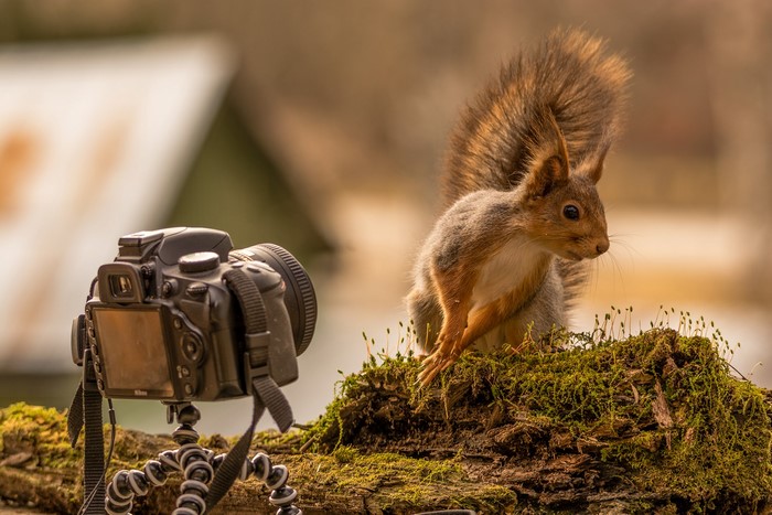 Squirrel posing for a camera on mossy log