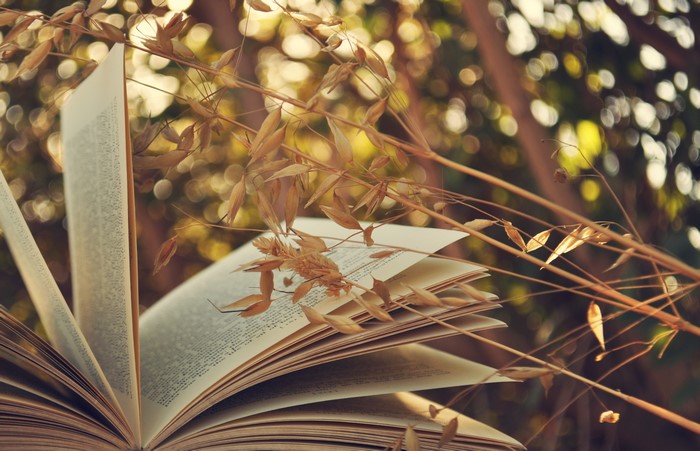Open book with dry grass and bokeh background
