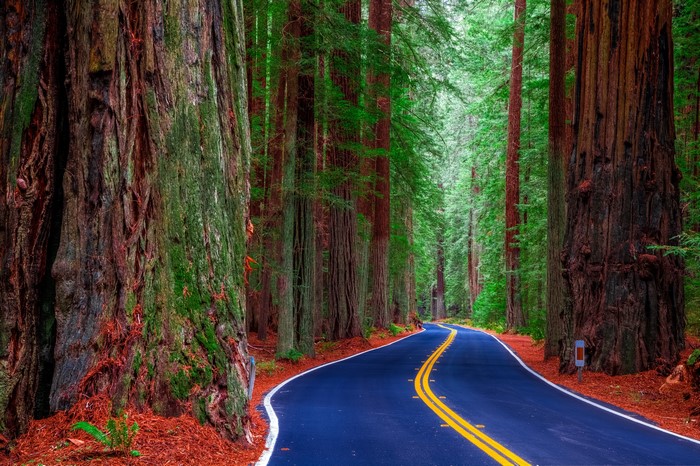 Road through Redwood National and State Parks, California