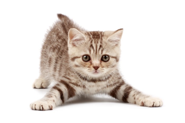 Playful Kitten with Striped Fur in 4K