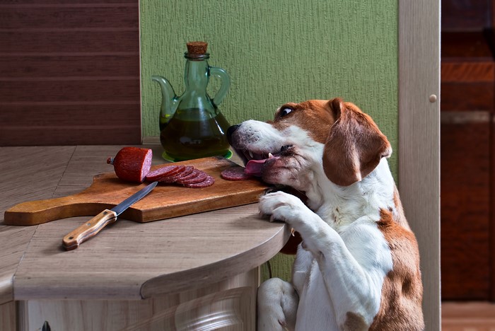 Beagle Dog Stealing Sausage from Cutting Board