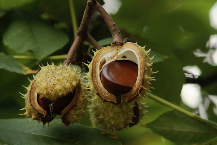 Chestnuts on a branch