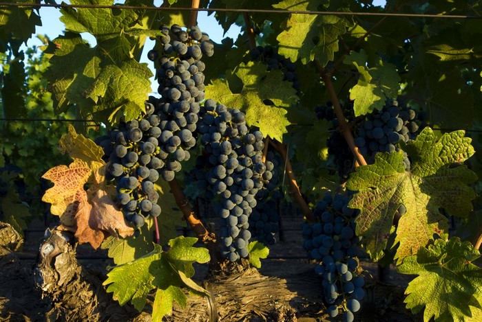 Grapes in a Vineyard