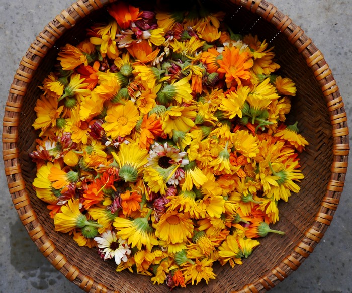 Basket of Calendula Flowers