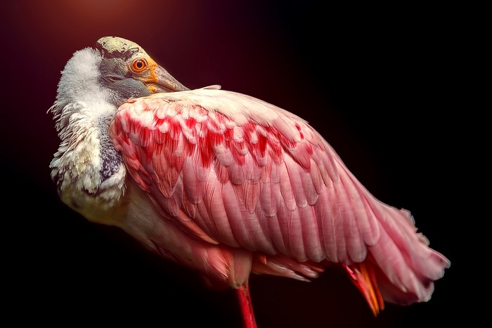 Roseate Spoonbill bird closeup