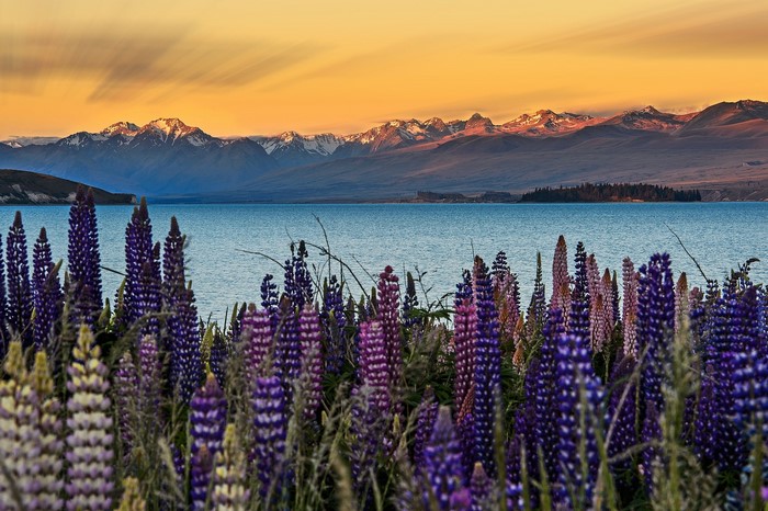 Lake Tekapo, New Zealand with Lupins and Mountains