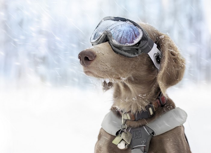 Dog wearing ski goggles in the snow