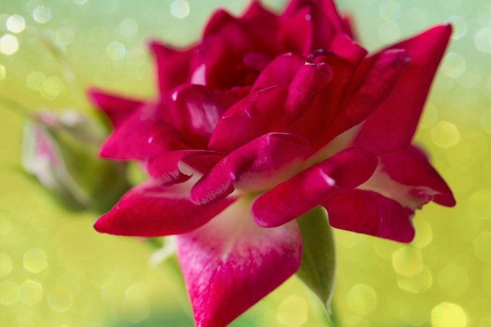 Close-up of a deep pink rose with a bud