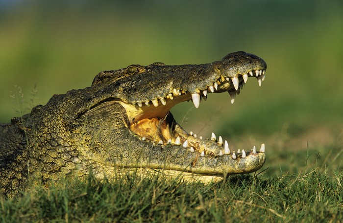 Crocodile with mouth open in grass