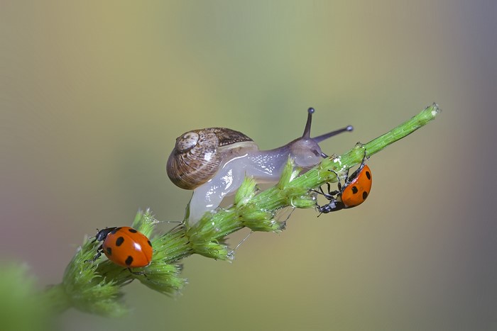 Snail and ladybugs on a green stem